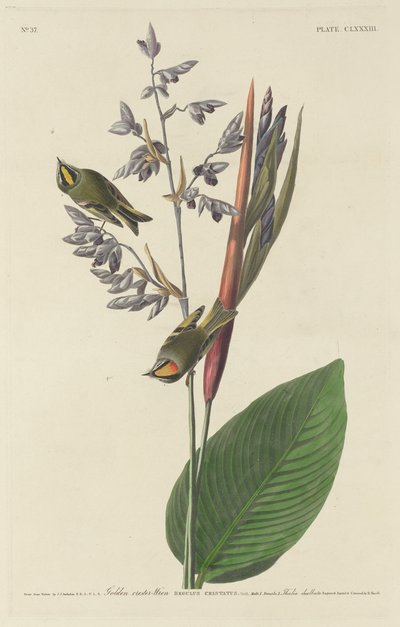 Altın Tepeli Çalıkuşu, 1833. by Robert Havell