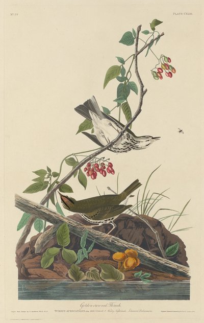 Altın Taçlı Ardıç, 1832. by Robert Havell