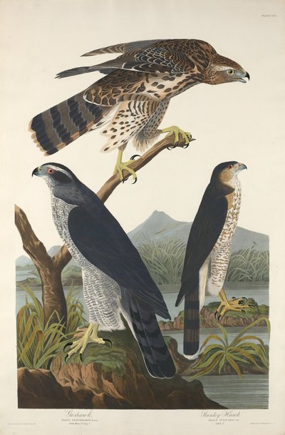Goshawk ve Stanley Hawk, 1832. by Robert Havell