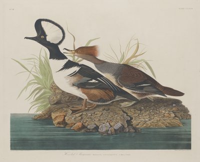 Kapşonlu Merganser, 1834. by Robert Havell