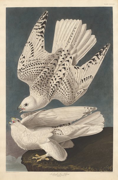 İzlanda veya Jer Falcon, 1837. by Robert Havell