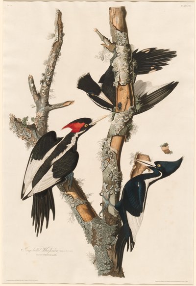 Fildişi gagalı ağaçkakan, 1829. by Robert Havell