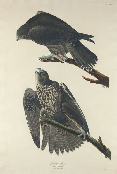 Labrador Şahini, 1834. by Robert Havell