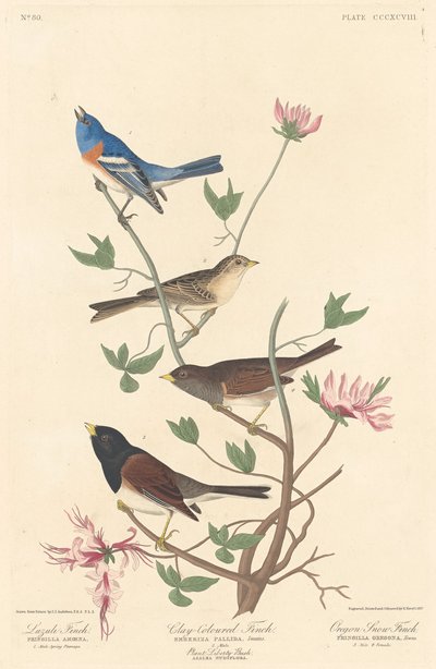 Lazuli Finch, Kil renkli Finch ve Oregon Snow Finch, 1837. by Robert Havell