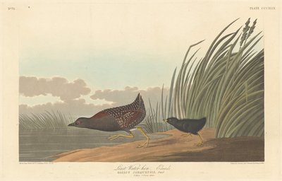 En Az Su Tavuğu, 1836. by Robert Havell