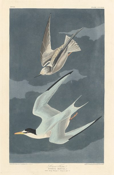 Küçük Sumru, 1836. by Robert Havell