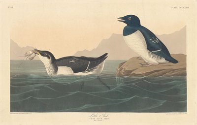 Küçük Auk, 1836. by Robert Havell