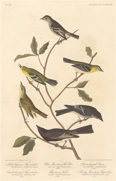 Küçük Tiran Sinekkapan, Küçük Başlı Sinekkapan, Blue Mountain Warbler.., 1838. by Robert Havell