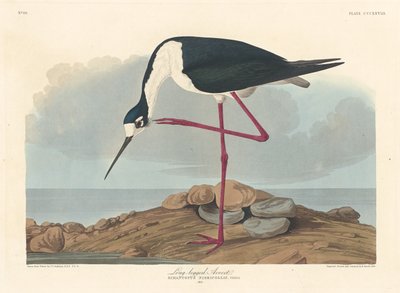 Uzun bacaklı Avocet, 1836. by Robert Havell