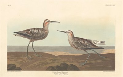 Uzun bacaklı Sandpiper, 1836. by Robert Havell