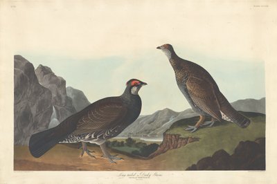 Uzun kuyruklu veya Gölgeli Grous, 1837. by Robert Havell