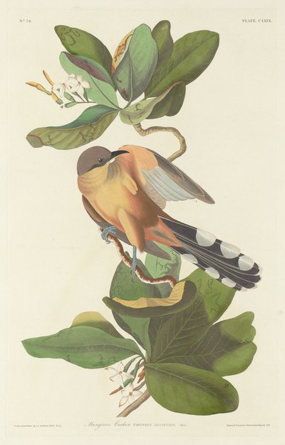 Mangrov Guguk Kuşu, 1833. by Robert Havell
