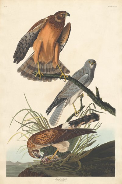 Bataklık Şahini, 1837. by Robert Havell