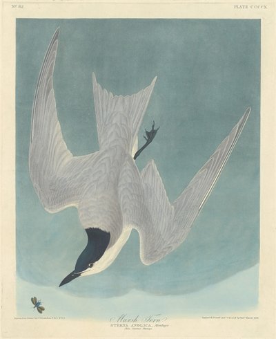 Bataklık Sumru, 1838. by Robert Havell