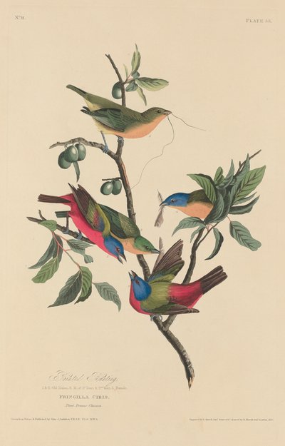 Boyalı Kiraz Kuşu, 1829. by Robert Havell