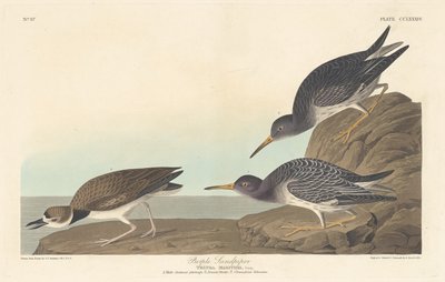 Mor Sandpiper, 1835. by Robert Havell
