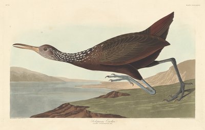 Scolopaceus Courlan, 1837. by Robert Havell
