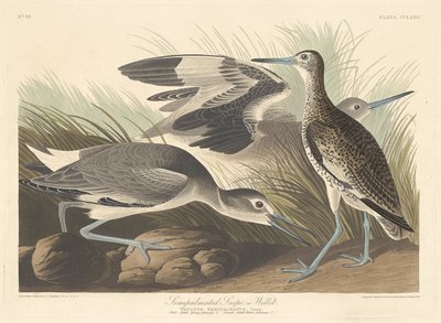 Yarı palmiyeli Snipe veya Willet, 1835. by Robert Havell