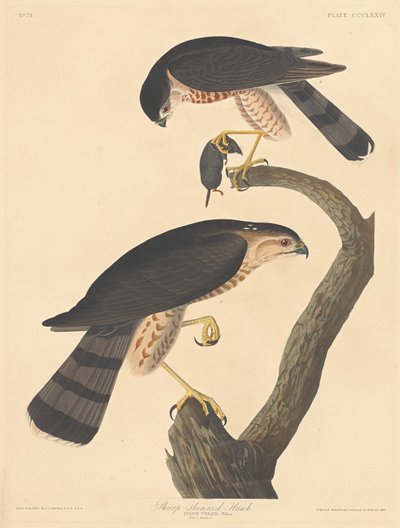 Keskin parlayan Şahin, 1837. by Robert Havell