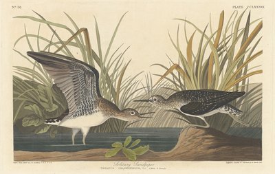 Yalnız Sandpiper, 1836. by Robert Havell
