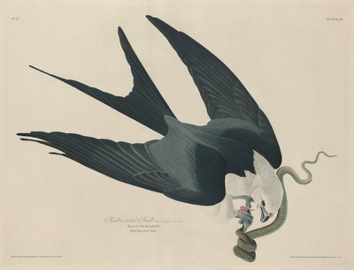 Kırlangıç kuyruklu şahin, 1829. by Robert Havell