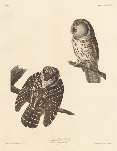 Tengmalm'ın Baykuşu, 1837. by Robert Havell