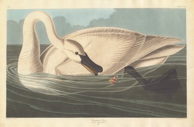 Trompetçi Kuğu, 1838. by Robert Havell