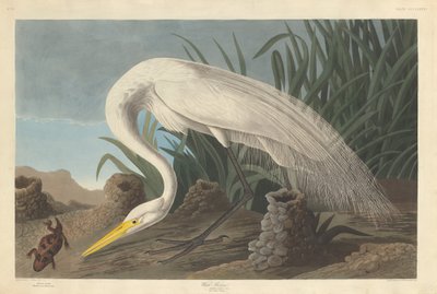 Beyaz Balıkçıl, 1837. by Robert Havell