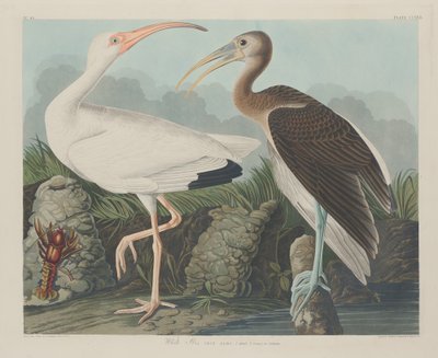 Beyaz Ibis, 1834. by Robert Havell