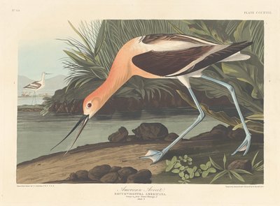 Amerikan Avoceti by Robert Havell after John James Audubon