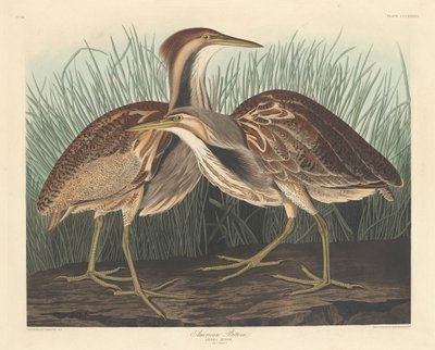 amerikan acı by Robert Havell after John James Audubon