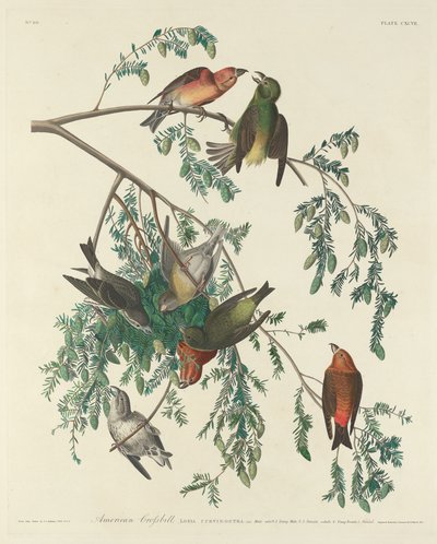 amerikan faturası by Robert Havell after John James Audubon