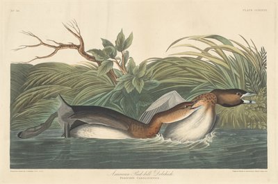 Amerikan Pied-Bill Dobchick by Robert Havell after John James Audubon