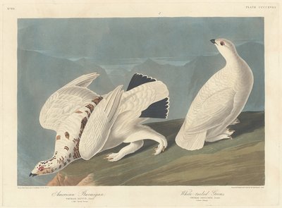 Amerikan Ptarmigan ve Ak Kuyruklu Orman Tavuğu by Robert Havell after John James Audubon