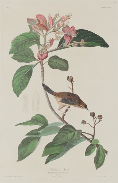 Bachman ispinozu by Robert Havell after John James Audubon