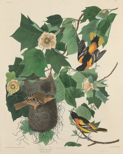 Baltimore Sarımsak by Robert Havell after John James Audubon