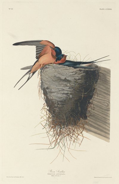 Kır kırlangıcı by Robert Havell after John James Audubon