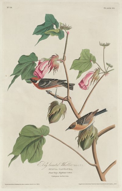 defne göğüslü ötleğen by Robert Havell after John James Audubon