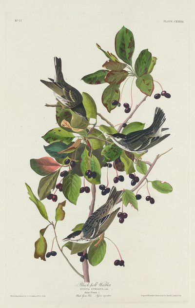 Kara Havuz Ötleğen by Robert Havell after John James Audubon