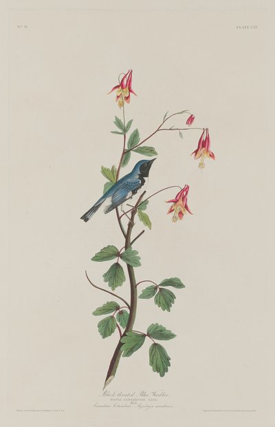 Kara boğazlı Mavi Ötleğen by Robert Havell after John James Audubon