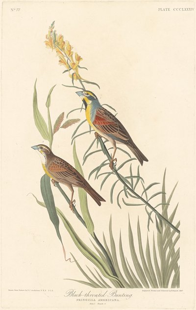 siyah boğazlı kiraz kuşu by Robert Havell after John James Audubon