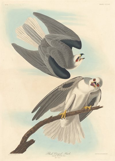 Kara kanatlı Şahin by Robert Havell after John James Audubon