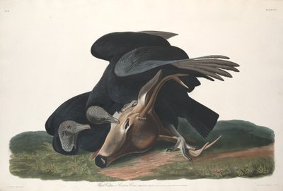 kara akbaba by Robert Havell after John James Audubon