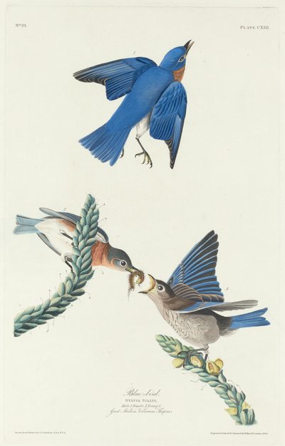 Mavikuş by Robert Havell after John James Audubon