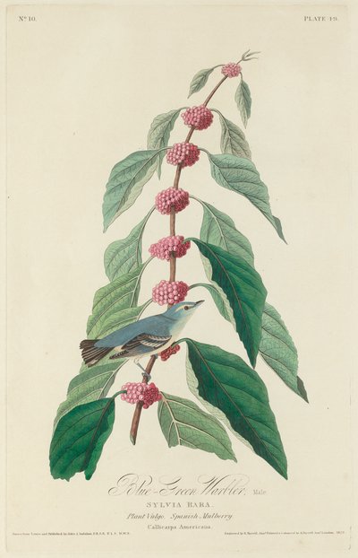 Mavi-yeşil Ötleğen by Robert Havell after John James Audubon