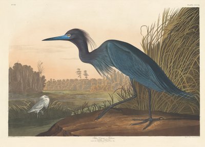 Mavi Turna veya Balıkçıl by Robert Havell after John James Audubon