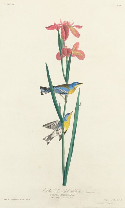 Mavi Sarı Sırtlı Ötleğen by Robert Havell after John James Audubon