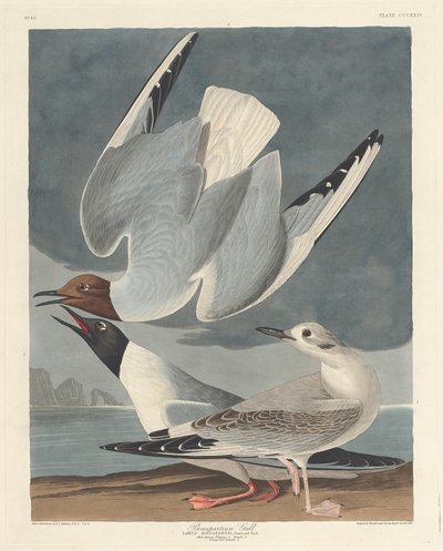 Bonapart martı by Robert Havell after John James Audubon