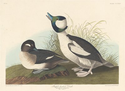 Buffel kafalı ördek by Robert Havell after John James Audubon