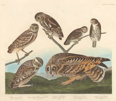 Oyuk Baykuşu, Büyük Başlı Oyuk Baykuşu ve Küçük Gece Baykuşu by Robert Havell after John James Audubon